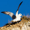 Albatrosses, Petrels & Shearwaters